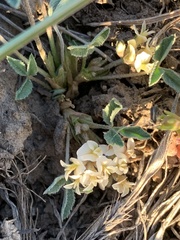 Trifolium gymnocarpon