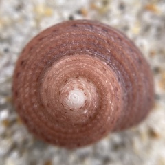 Clanculus consobrinus