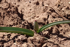 Tulipa sylvestris