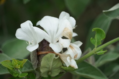 Barleria albostellata