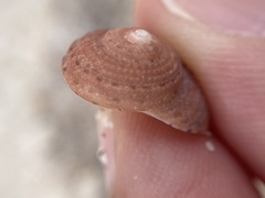 Clanculus consobrinus