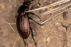 Carabus billbergi