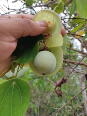 Passiflora hahnii