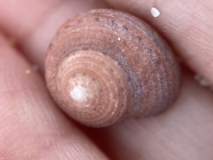 Clanculus consobrinus