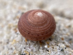 Clanculus consobrinus