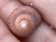 Clanculus consobrinus