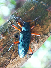 Strongylium erythrocephalum