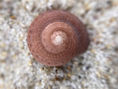Clanculus consobrinus
