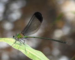 Vestalis nigrescens
