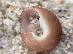 Clanculus consobrinus