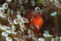 Amphiprion biaculeatus