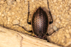 Carabus billbergi