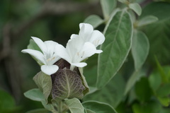 Barleria albostellata