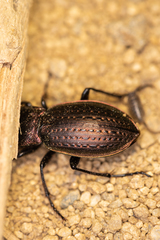 Carabus billbergi