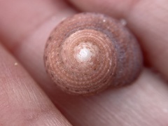 Clanculus consobrinus