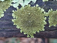 Xanthoparmelia verrucella