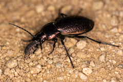 Carabus billbergi