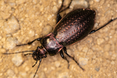 Carabus billbergi