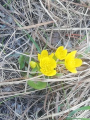 Caltha palustris