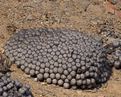 Copiapoa dealbata