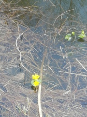 Caltha palustris
