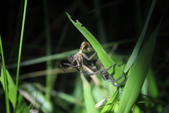 Diapontia uruguayensis