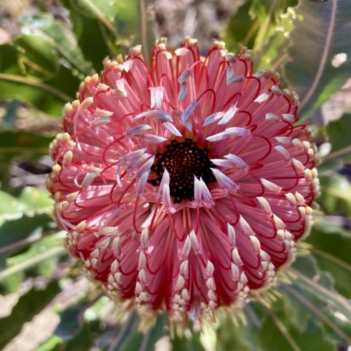 Banksia menziesii (Banksia menziesii)
