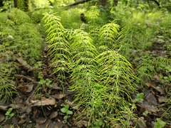 Equisetum pratense