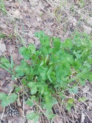 Trifolium pratense