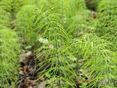 Equisetum pratense