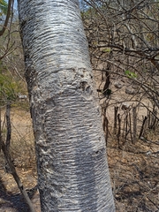 Leucaena esculenta