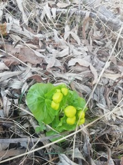 Caltha palustris
