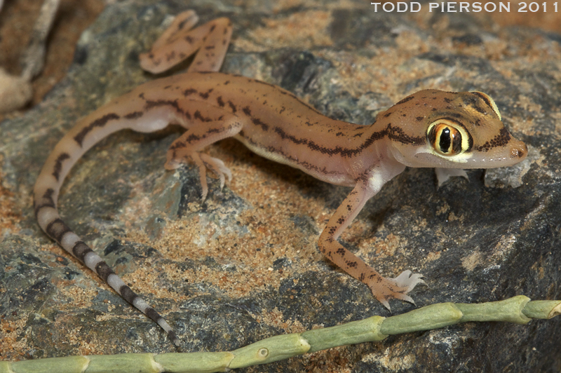 Arabian Web-Footed Sand Gecko