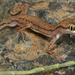 Trigonodactylus arabicus - Photo (c) Todd Pierson, algunos derechos reservados (CC BY-NC-SA)
