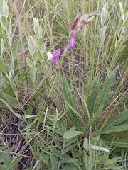 Astragalus macropus
