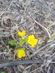 Caltha palustris