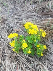 Caltha palustris