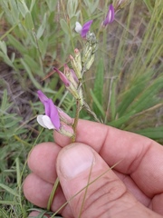 Astragalus macropus