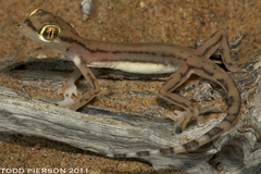 Arabian Web-Footed Sand Gecko photo 2