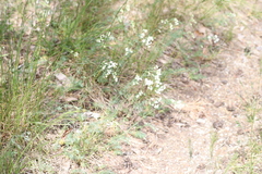 Galium glaucum