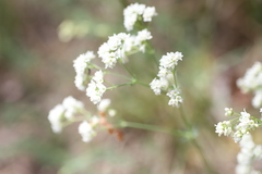 Galium glaucum