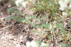 Galium glaucum