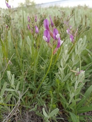 Astragalus macropus