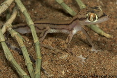 Arabian Web-Footed Sand Gecko photo 3