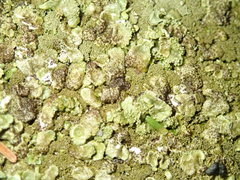 Xanthoparmelia verrucella