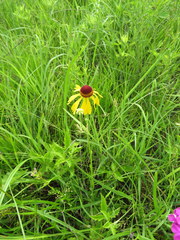 Helenium campestre