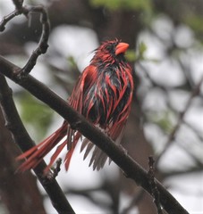 Cardinalis cardinalis