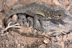 Bar-Tailed Semaphore Gecko photo 3