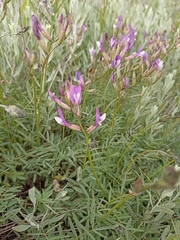 Astragalus macropus