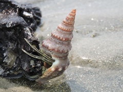 Clibanarius padavensis